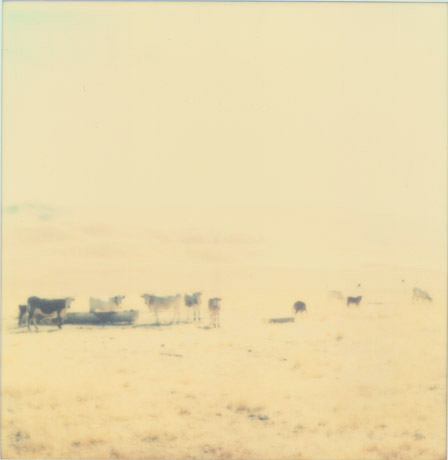 1210-cows01ab.jpg